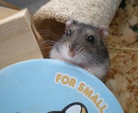 親バカ