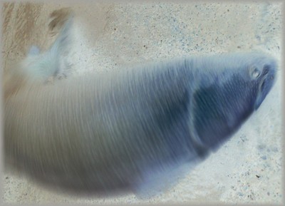 猿払イトウ 69cm  画像