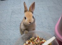 ウサギがやって来た！