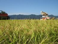 『収穫の秋』到来！島根県産「コシヒカリ」