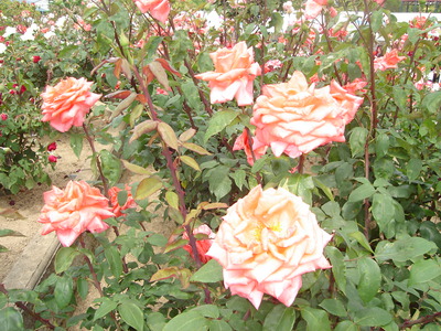 『薔薇は、君より美しい・・・・・・あれっ？』