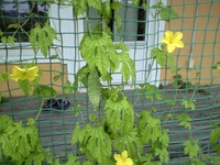 ゴーヤで涼 2008/07/18 21:11:21