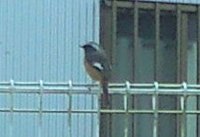 野鳥 2009/11/20 12:00:00