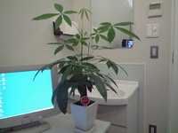 観葉植物 2009/11/05 08:21:02