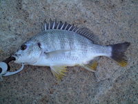 チニング５ 2009/05/18 07:03:12