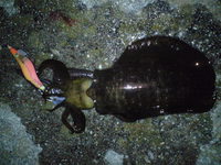 ９月２４日鳴門夜エギング 2009/09/24 23:22:40