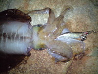 墨つけ完了！ 2009/09/06 22:59:00