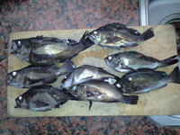 鳴門メバリング　2010.1.9 2010/01/10 12:34:13