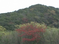 紅葉 2009/12/06 09:54:30