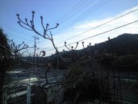庭の木々も冬支度 2009/12/16 12:17:54