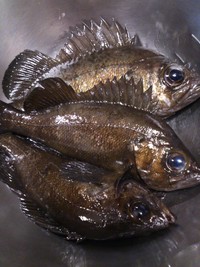 春告魚　鳴門海峡　その1 2013/03/04 21:11:18