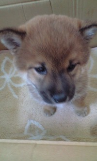 ようこそ 2012/05/11 21:34:40
