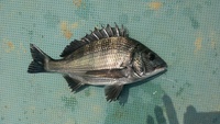チヌかかり釣り　２発目 2013/09/15 23:13:34
