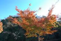 紅葉狩り　2006.12.3