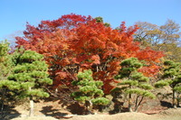 紅葉狩り　2006.12.3