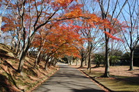 紅葉狩り　2006.12.3