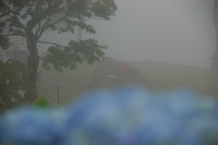 '0806紫陽花Way in 大野山(1)～誰かいるかな