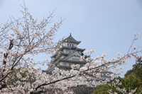 '09桜紀行～姫路城～