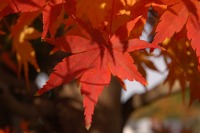 '09紅葉 旅ラン in 姫路城