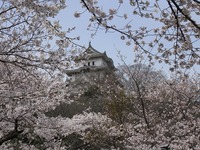 2010桜～姫路城～