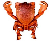 魚名：アサヒガニ