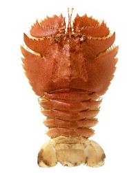 魚名：オオバウチワエビ　