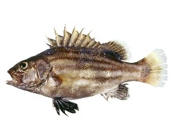 さかな サカナ 魚 魚名 オオクチイシナギ