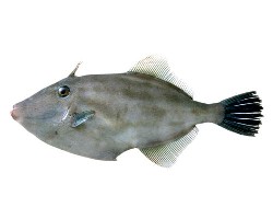 さかな サカナ 魚 魚名 ウマヅラハギ