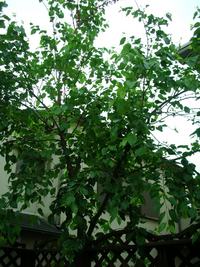 収穫 2010/06/16 14:12:02