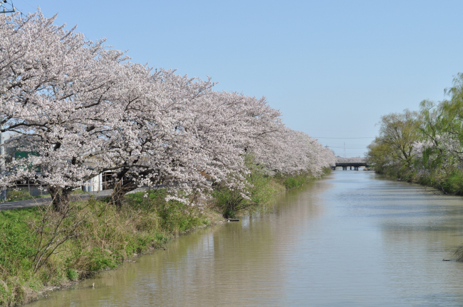 桜２０１２　その３