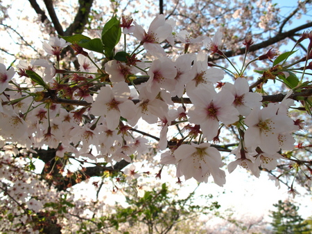 桜を追いかける