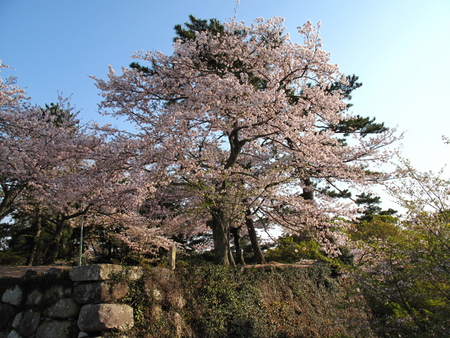 桜を追いかける