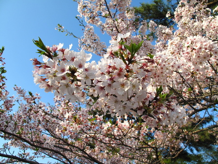 桜を追いかける