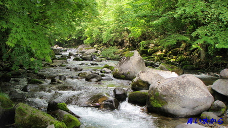 ほのぼの、ヤマメの川