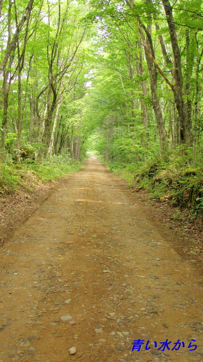 ほのぼの、ヤマメの川