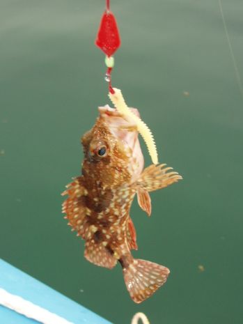 とりあえず 釣果報告 春も終わり もう 夏ですわ