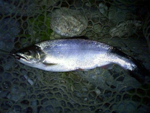 戻りヤマメの釣果