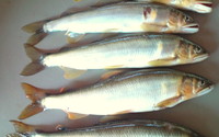 鮎の釣果