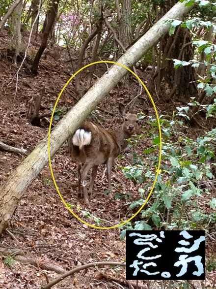 通天湖にて、癒しの鹿ウォッチング！（とトラウト…？）