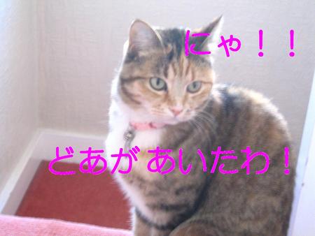今日のにゃんこ