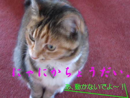 今日のにゃんこ