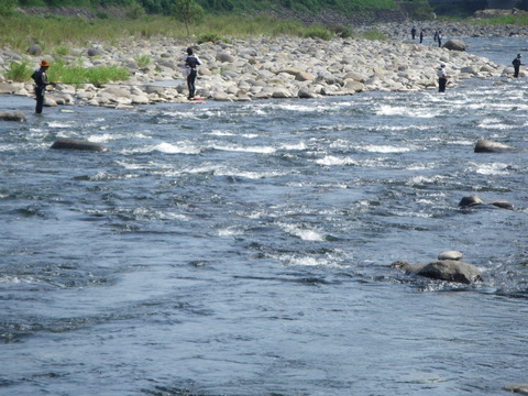 夏休み自由研究取材 「鮎」