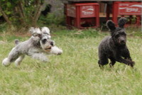 HULA PARTY in CASA de ANIMO