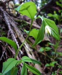 花の百々川（壱）（金剛山）