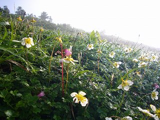 北アルプス南部縦走のはずが・・・Ⅸ