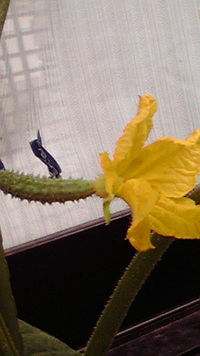 キュウリの花♪ 2010/06/02 17:15:03
