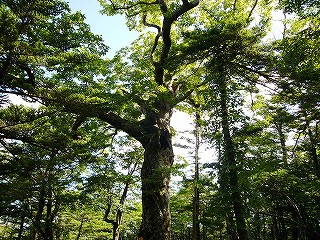 大台ヶ原・8 東大台コース（ゴール）