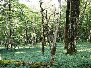 大台ヶ原・8 東大台コース（ゴール）