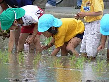 田植え～