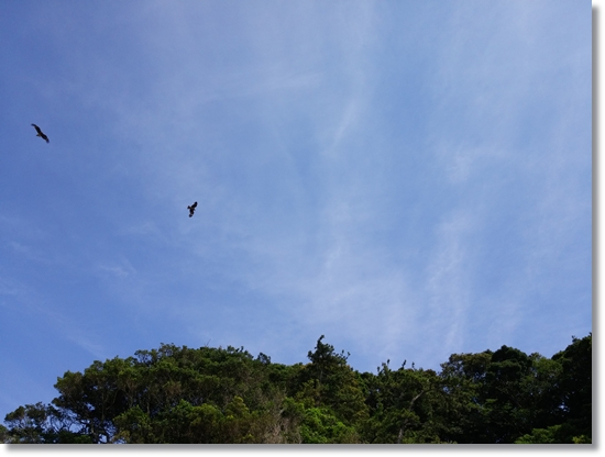 夏始めました